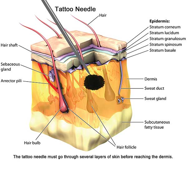 deep do tattoo needles go